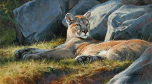 Wildlife Mountain Lions Fine Art 